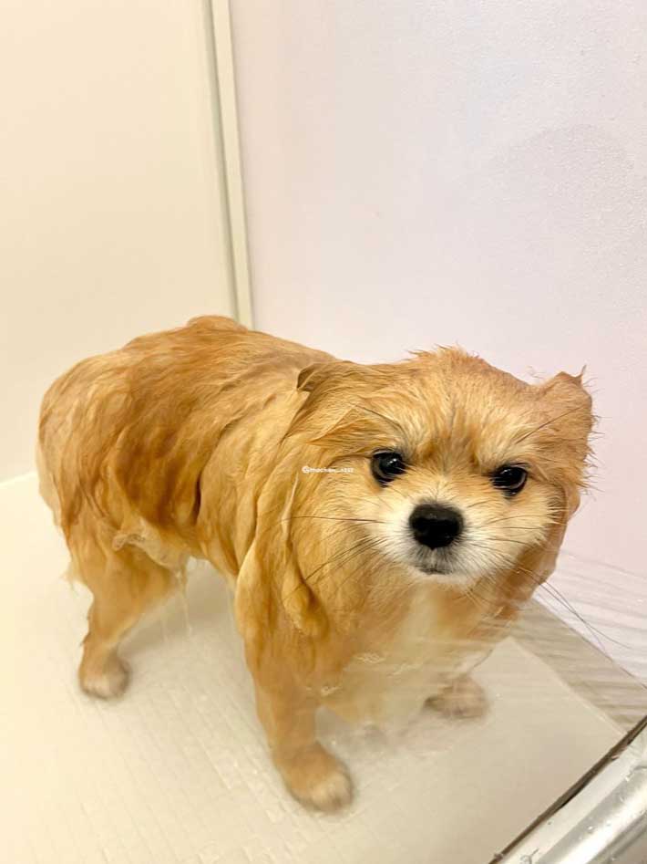 犬の画像
