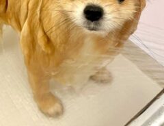 犬の画像