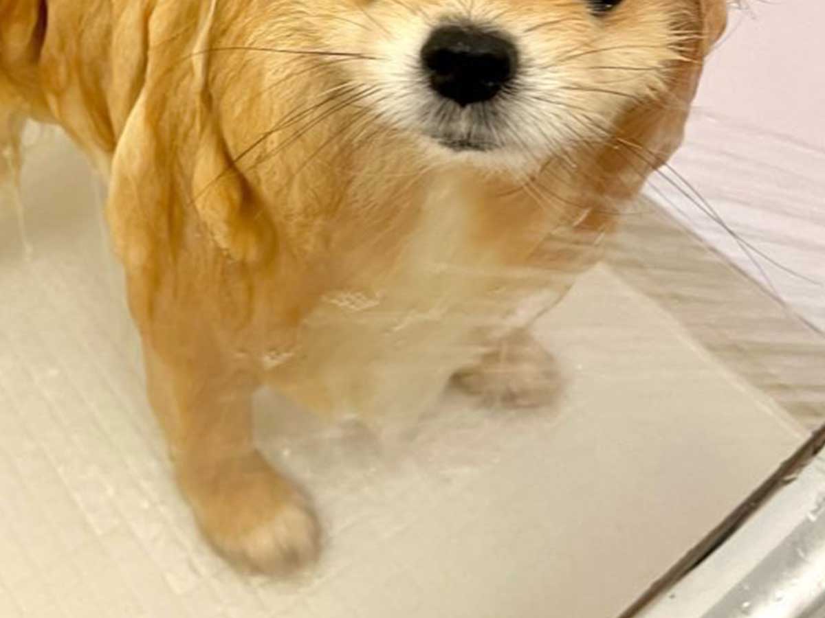 犬の画像