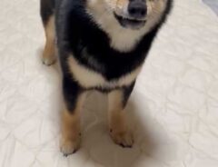 柴犬の画像