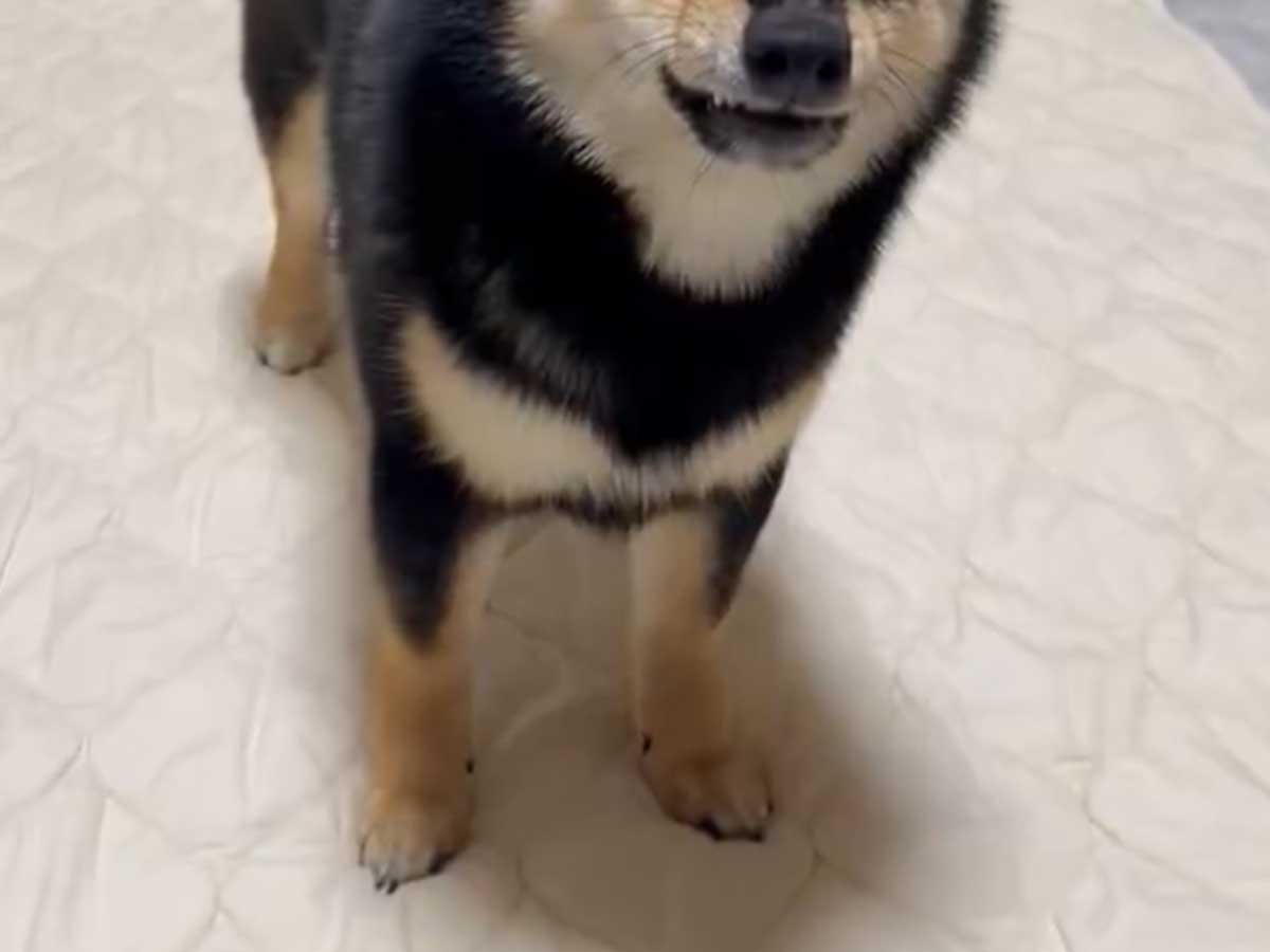 柴犬の画像