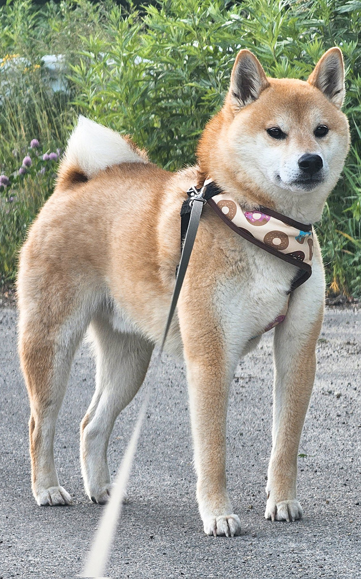 柴犬の写真