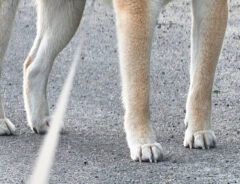 柴犬の写真