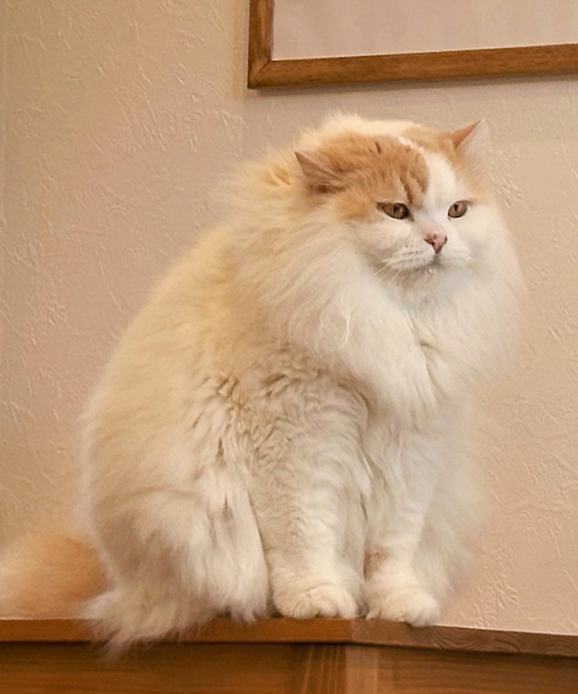猫