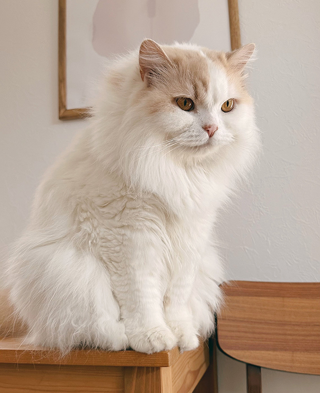 猫