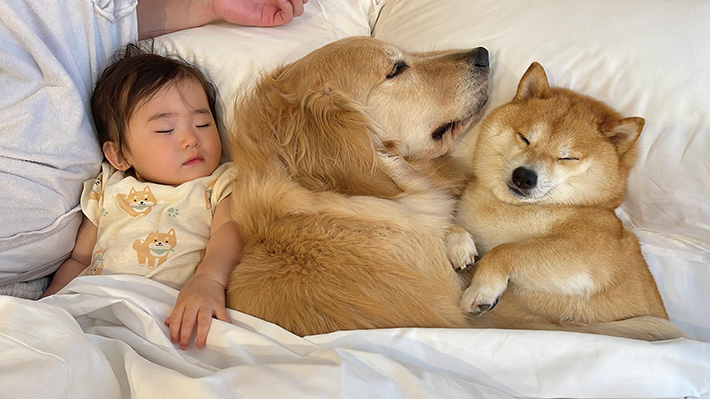 犬と子供の写真