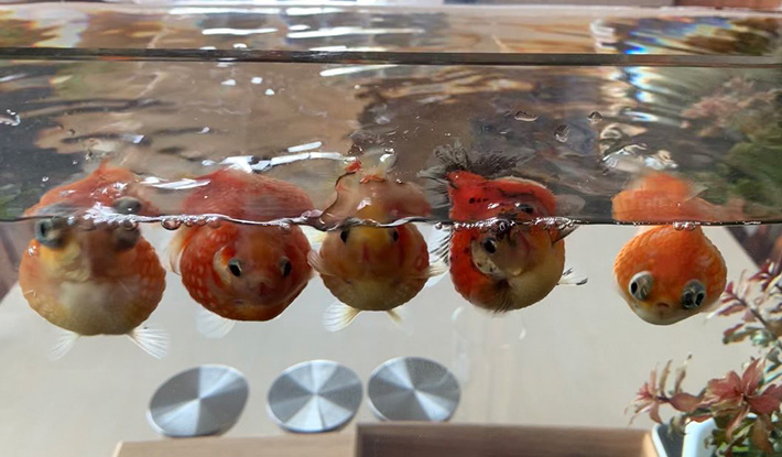 金魚の写真