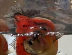 金魚の写真