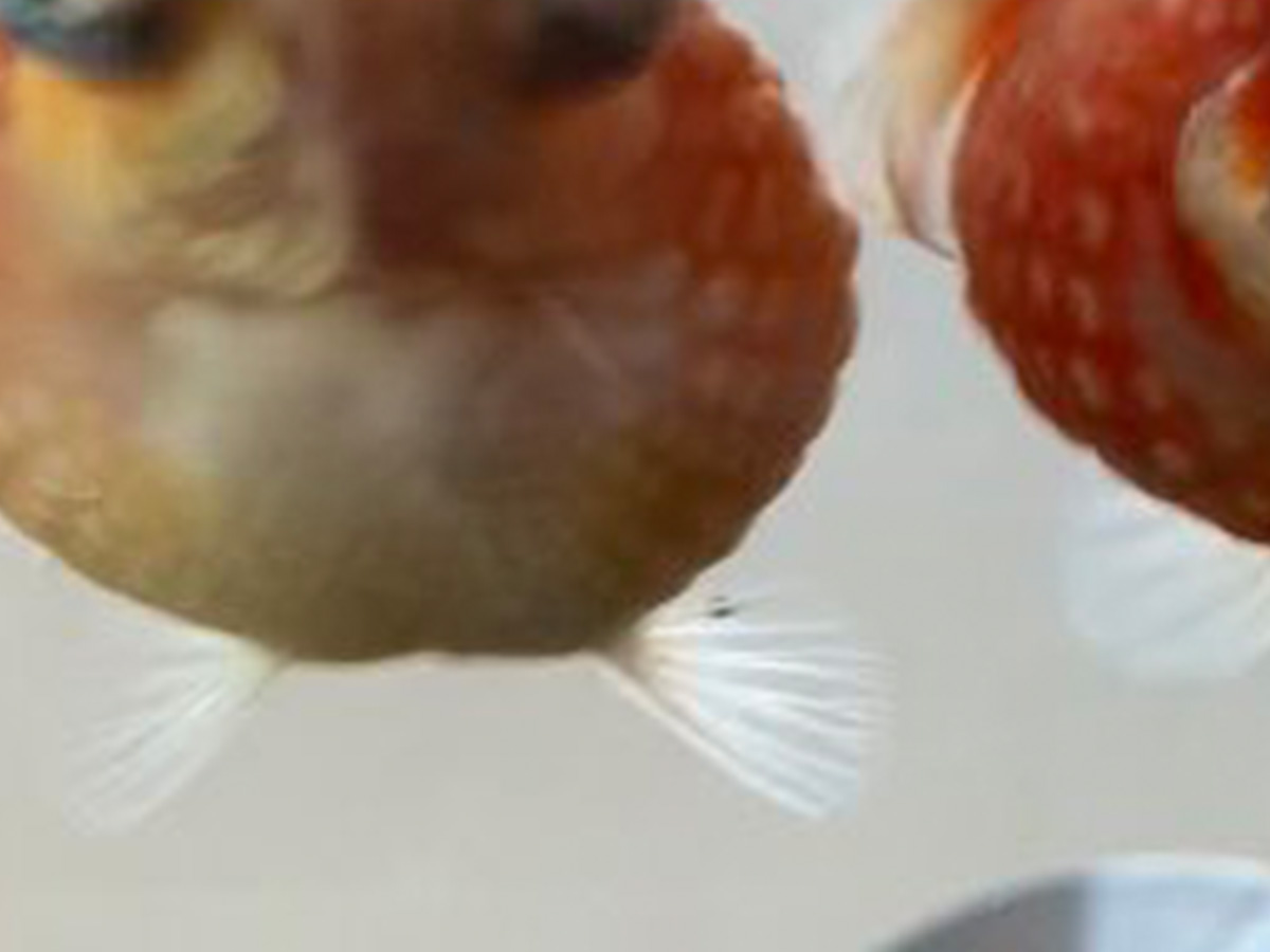 金魚の写真