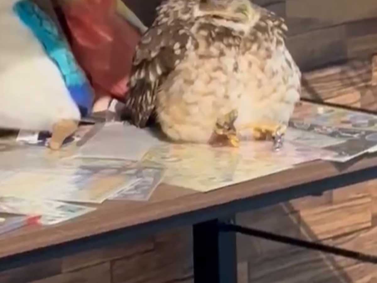 フクロウ