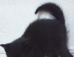 子猫の写真