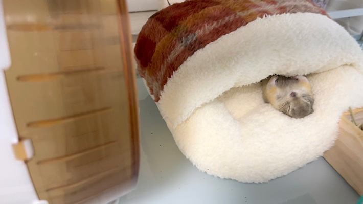 リスの写真