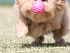 ボールをキャッチしようとする犬