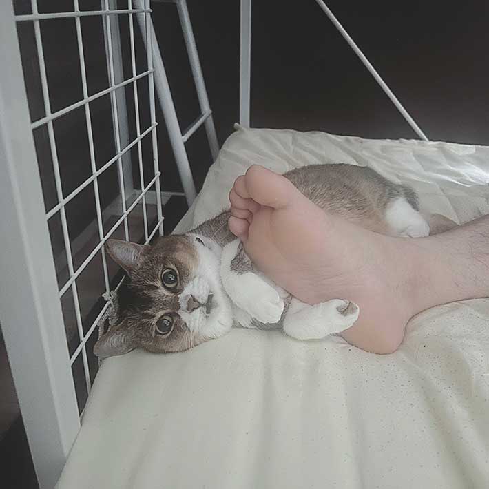 猫