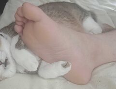 足と猫