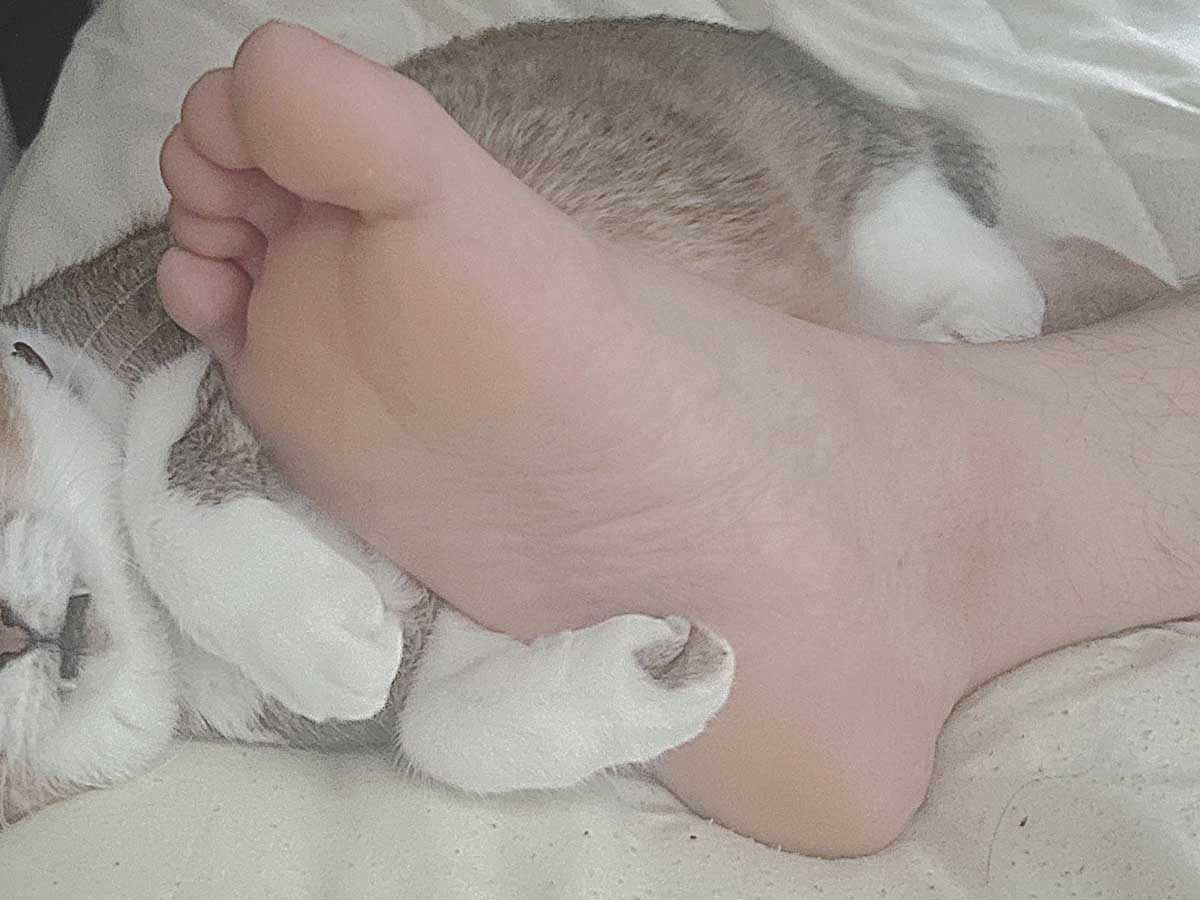 足と猫