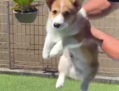 初めてのプールに入るコーギー