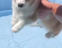 初めてのプールに入るコーギー