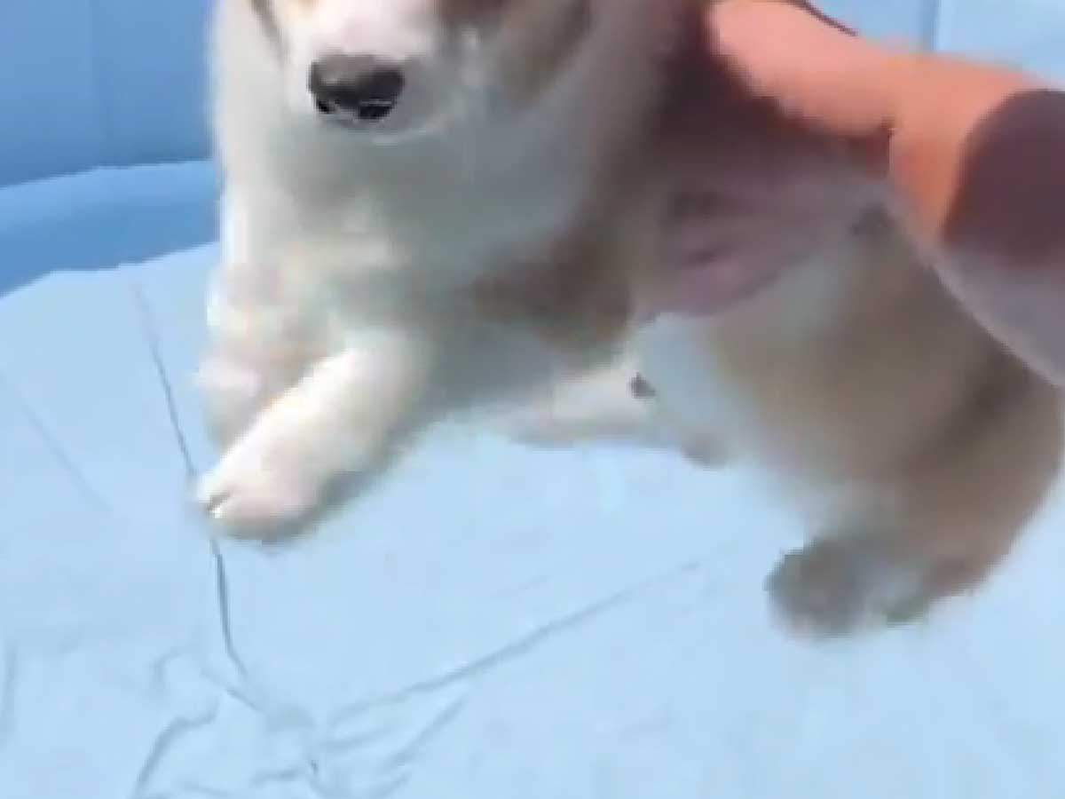初めてのプールに入るコーギー
