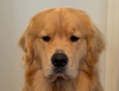 ゴールデンレトリバーの写真