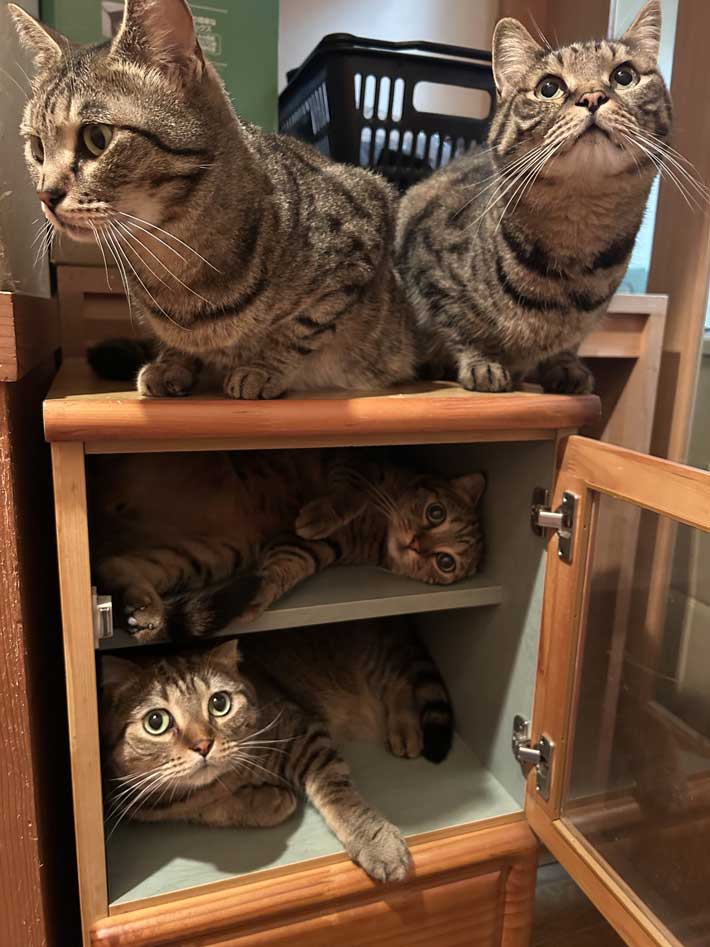 棚に入った猫