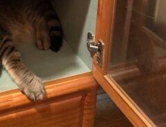 棚でくつろぐ猫