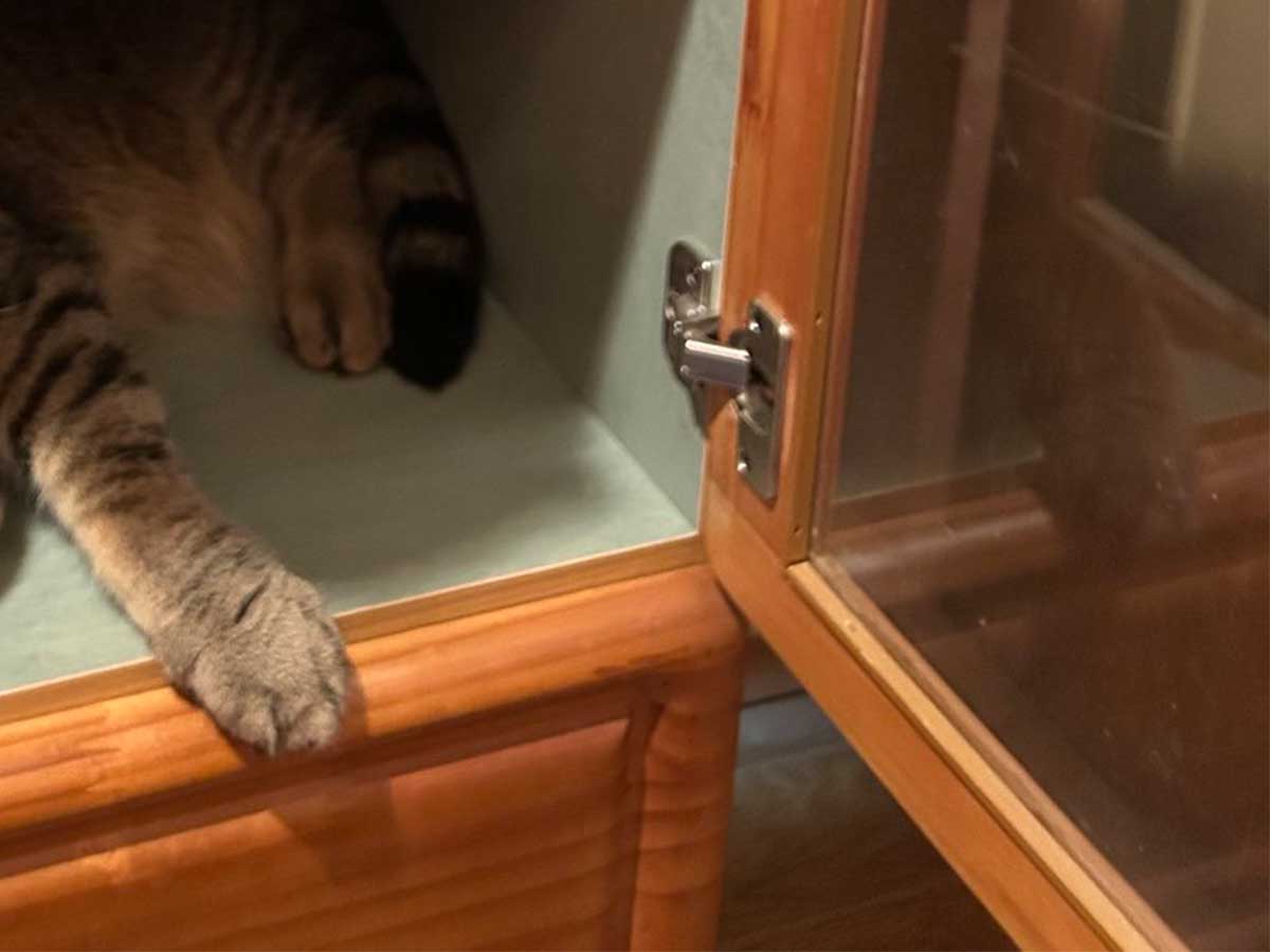 棚でくつろぐ猫