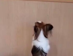 『犬の幼稚園』で過ごす犬たち