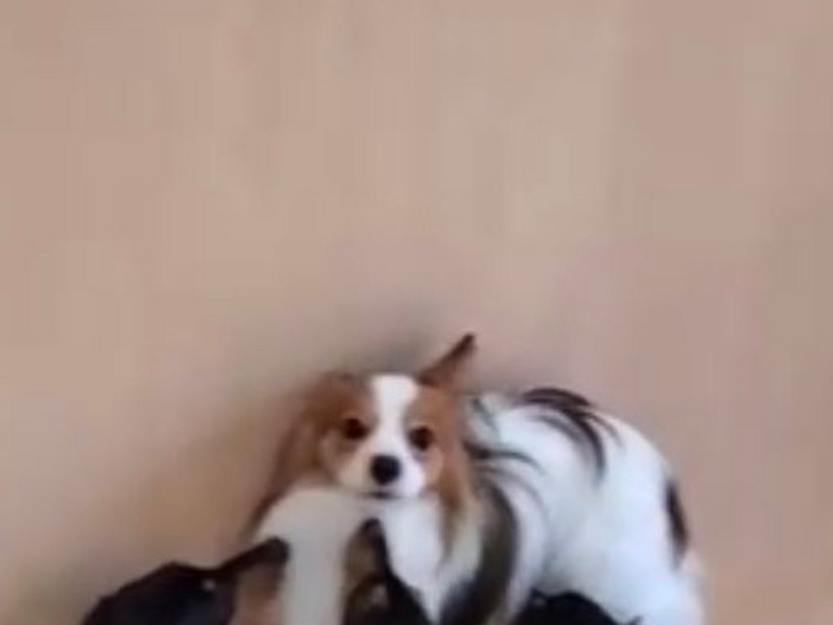 『犬の幼稚園』で過ごす犬たち