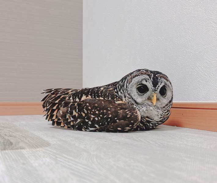 フクロウの写真