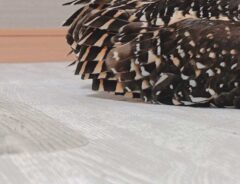 フクロウの写真