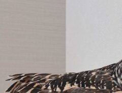 フクロウの写真