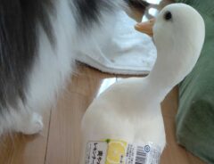 コールダックの写真