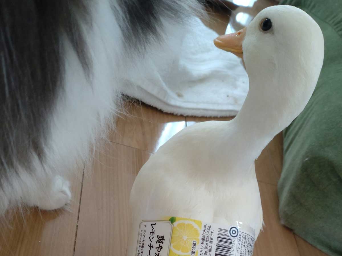 コールダックの写真