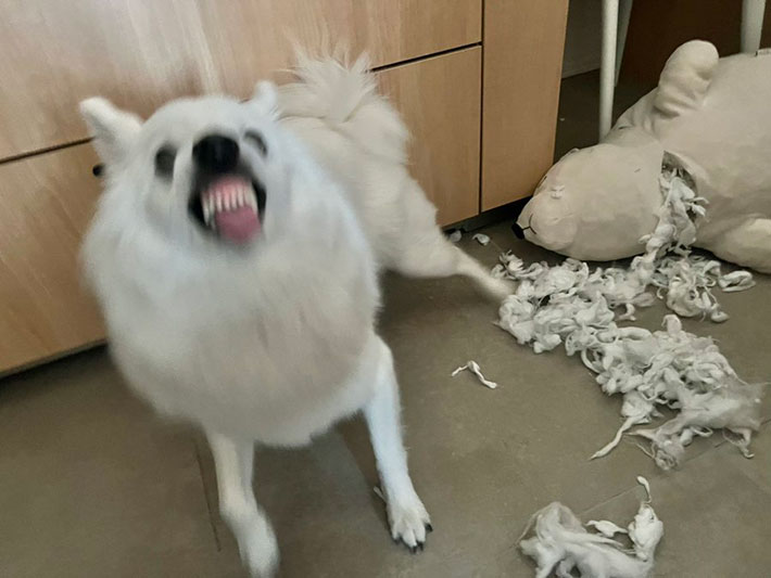 犬の写真