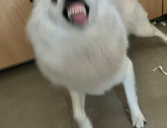 犬の写真