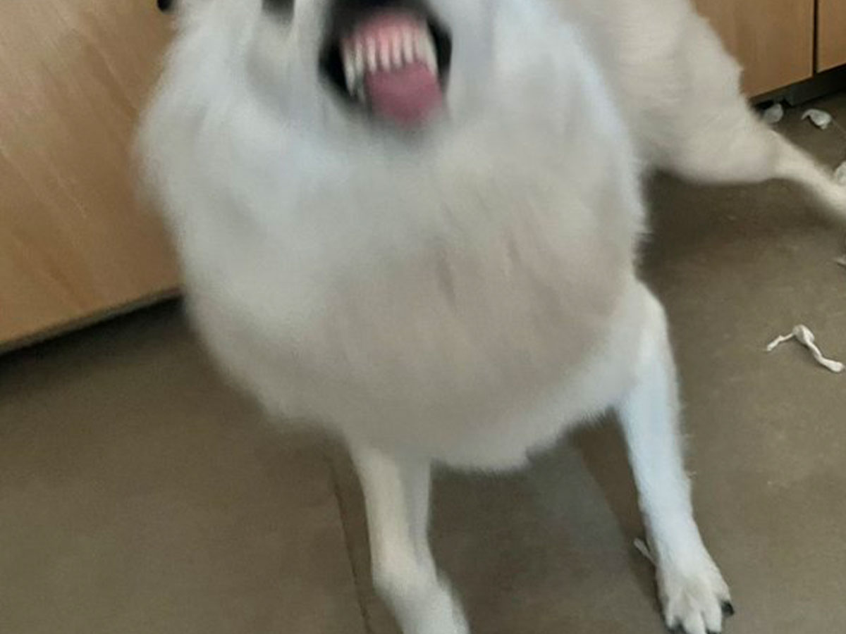 犬の写真