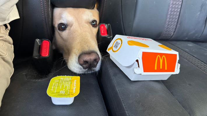 犬の画像