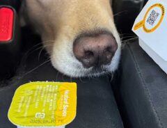 犬の画像