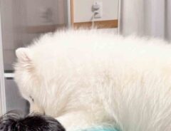 サモエドと飼い主