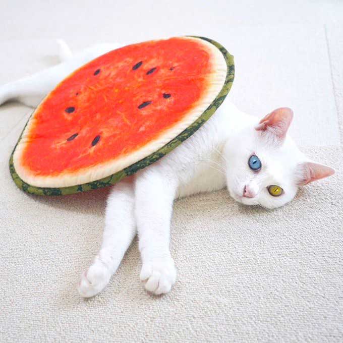スイカクッションで眠る猫の写真