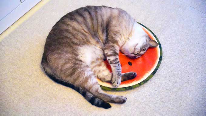 スイカクッションで眠る猫の写真