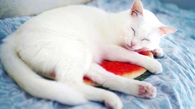 スイカクッションで眠る猫の写真