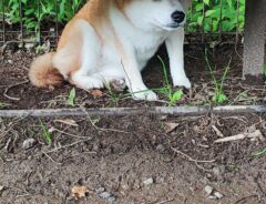 ベンチに隠れる柴犬