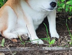 ベンチに隠れる柴犬