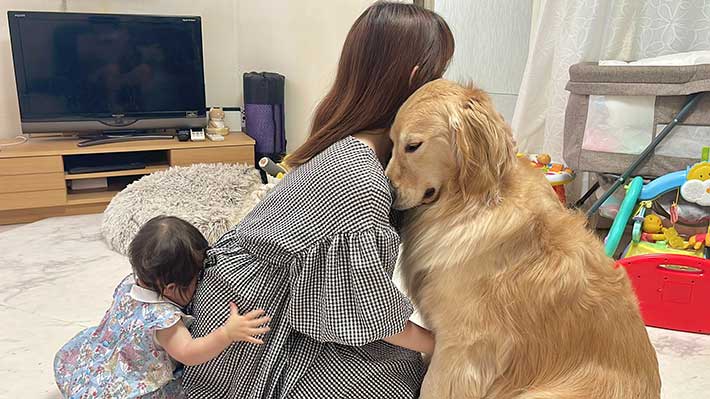 ゴールデンレトリバーと飼い主と赤ちゃん