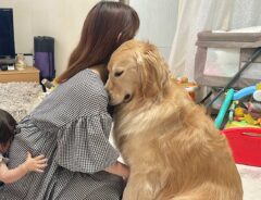 ゴールデンレトリバーと飼い主
