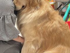 ゴールデンレトリバーと飼い主