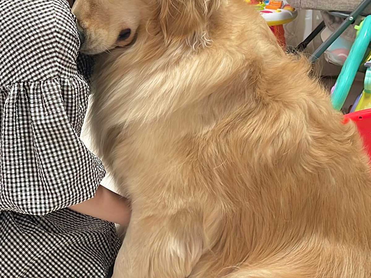 ゴールデンレトリバーと飼い主