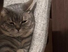 赤ちゃんからにらまれて、困った表情を浮かべる猫の写真
